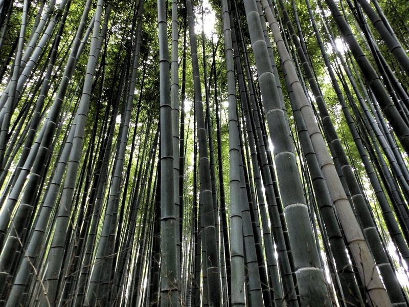Sagano Bamboo Forest, Japan