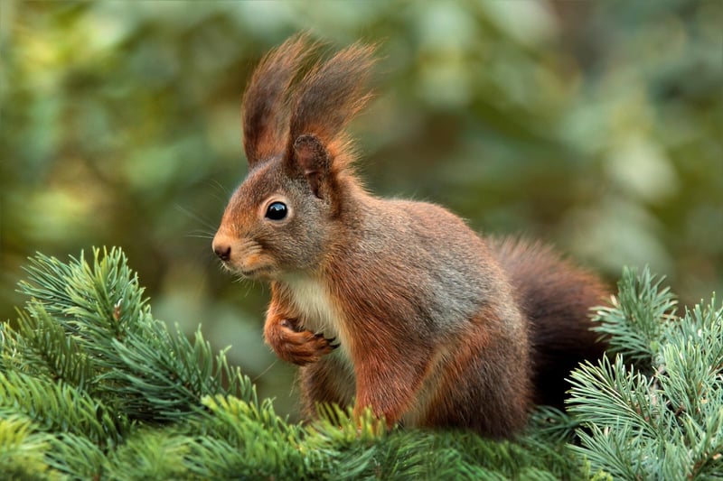 Squirrel Image