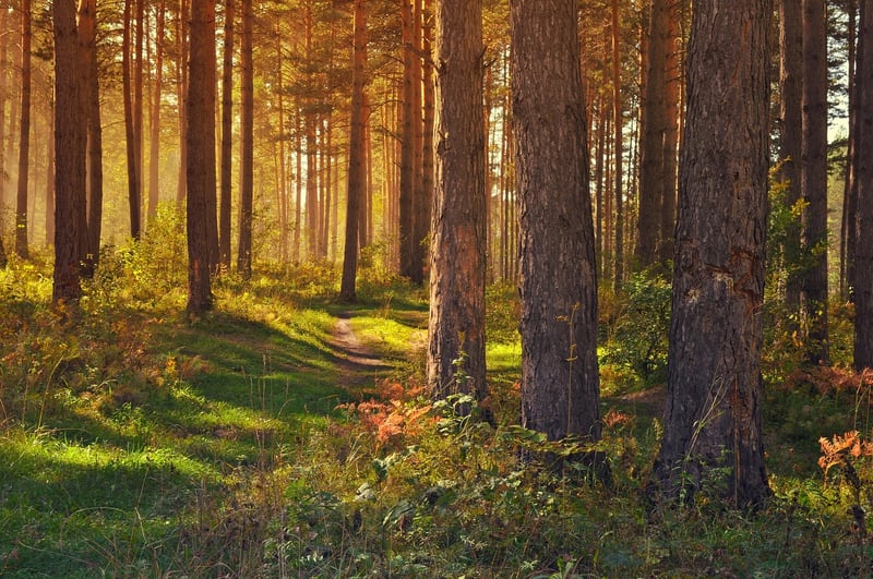 Sherwood Forest, England